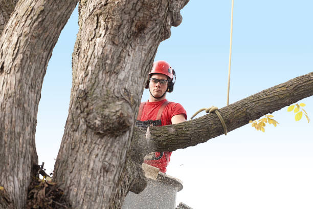 Best Tree Risk Assessment  in Crystal Lakes, OH